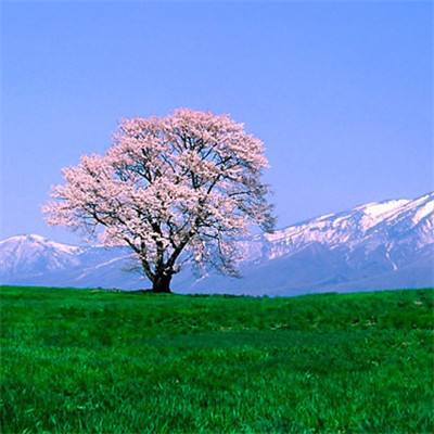 联播快讯：日本北海道持续低温 现“钻石尘”奇景